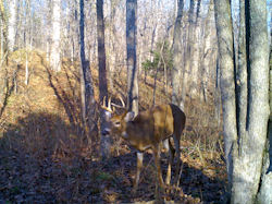 Kentucky deer hunting, western kentucky deer hunting, deer hunting, hunting, archery, Whitetail deer hunting, west ky whitetail hunting, kentucky whitetail outfitters, boone & crocket