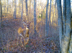 Kentucky deer hunting, western kentucky deer hunting, deer hunting, hunting, archery, Whitetail deer hunting, west ky whitetail hunting, kentucky whitetail outfitters, boone & crocket