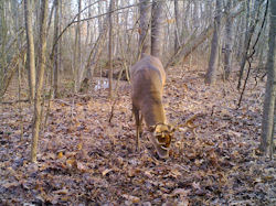 Kentucky deer hunting, western kentucky deer hunting, deer hunting, hunting, archery, Whitetail deer hunting, west ky whitetail hunting, kentucky whitetail outfitters, boone & crocket