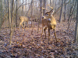 Kentucky deer hunting, western kentucky deer hunting, deer hunting, hunting, archery, Whitetail deer hunting, west ky whitetail hunting, kentucky whitetail outfitters, boone & crocket