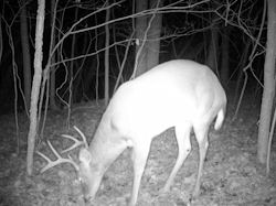 Kentucky deer hunting, western kentucky deer hunting, deer hunting, hunting, archery, Whitetail deer hunting, west ky whitetail hunting, kentucky whitetail outfitters, boone & crocket