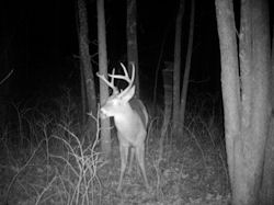 Kentucky deer hunting, western kentucky deer hunting, deer hunting, hunting, archery, Whitetail deer hunting, west ky whitetail hunting, kentucky whitetail outfitters, boone & crocket
