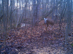 Kentucky deer hunting, western kentucky deer hunting, deer hunting, hunting, archery, Whitetail deer hunting, west ky whitetail hunting, kentucky whitetail outfitters, boone & crocket