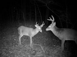 Kentucky deer hunting, western kentucky deer hunting, deer hunting, hunting, archery, Whitetail deer hunting, west ky whitetail hunting, kentucky whitetail outfitters, boone & crocket