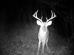 Kentucky deer hunting, western kentucky deer hunting, deer hunting, hunting, archery, Whitetail deer hunting, west ky whitetail hunting, kentucky whitetail outfitters, boone & crocket