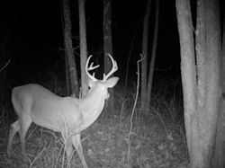Kentucky deer hunting, western kentucky deer hunting, deer hunting, hunting, archery, Whitetail deer hunting, west ky whitetail hunting, kentucky whitetail outfitters, boone & crocket