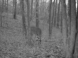 Kentucky deer hunting, western kentucky deer hunting, deer hunting, hunting, archery, Whitetail deer hunting, west ky whitetail hunting, kentucky whitetail outfitters, boone & crocket