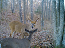 Kentucky deer hunting, western kentucky deer hunting, deer hunting, hunting, archery, Whitetail deer hunting, west ky whitetail hunting, kentucky whitetail outfitters, boone & crocket