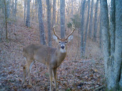 Kentucky deer hunting, western kentucky deer hunting, deer hunting, hunting, archery, Whitetail deer hunting, west ky whitetail hunting, kentucky whitetail outfitters, boone & crocket
