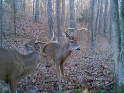 Kentucky deer hunting, western kentucky deer hunting, deer hunting, hunting, archery, Whitetail deer hunting, west ky whitetail hunting, kentucky whitetail outfitters, boone & crocket