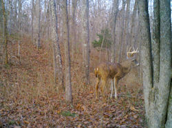 Kentucky deer hunting, western kentucky deer hunting, deer hunting, hunting, archery, Whitetail deer hunting, west ky whitetail hunting, kentucky whitetail outfitters, boone & crocket