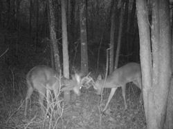 Kentucky deer hunting, western kentucky deer hunting, deer hunting, hunting, archery, Whitetail deer hunting, west ky whitetail hunting, kentucky whitetail outfitters, boone & crocket