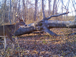Kentucky deer hunting, western kentucky deer hunting, deer hunting, hunting, archery, Whitetail deer hunting, west ky whitetail hunting, kentucky whitetail outfitters, boone & crocket