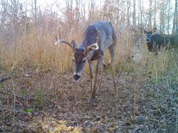 Kentucky deer hunting, western kentucky deer hunting, deer hunting, hunting, archery, Whitetail deer hunting, west ky whitetail hunting, kentucky whitetail outfitters, boone & crocket
