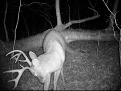 Kentucky deer hunting, western kentucky deer hunting, deer hunting, hunting, archery, Whitetail deer hunting, west ky whitetail hunting, kentucky whitetail outfitters, boone & crocket