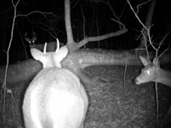 Kentucky deer hunting, western kentucky deer hunting, deer hunting, hunting, archery, Whitetail deer hunting, west ky whitetail hunting, kentucky whitetail outfitters, boone & crocket