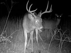 Kentucky deer hunting, western kentucky deer hunting, deer hunting, hunting, archery, Whitetail deer hunting, west ky whitetail hunting, kentucky whitetail outfitters, boone & crocket