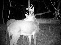 Kentucky deer hunting, western kentucky deer hunting, deer hunting, hunting, archery, Whitetail deer hunting, west ky whitetail hunting, kentucky whitetail outfitters, boone & crocket
