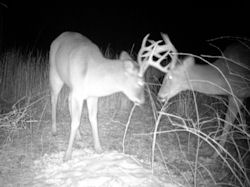 Kentucky deer hunting, western kentucky deer hunting, deer hunting, hunting, archery, Whitetail deer hunting, west ky whitetail hunting, kentucky whitetail outfitters, boone & crocket