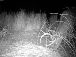 Kentucky deer hunting, western kentucky deer hunting, deer hunting, hunting, archery, Whitetail deer hunting, west ky whitetail hunting, kentucky whitetail outfitters, boone & crocket