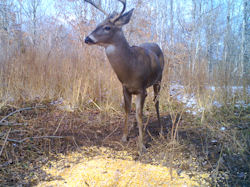 Kentucky deer hunting, western kentucky deer hunting, deer hunting, hunting, archery, Whitetail deer hunting, west ky whitetail hunting, kentucky whitetail outfitters, boone & crocket