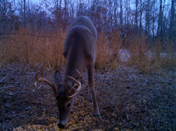 Kentucky deer hunting, western kentucky deer hunting, deer hunting, hunting, archery, Whitetail deer hunting, west ky whitetail hunting, kentucky whitetail outfitters, boone & crocket