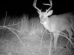 Kentucky deer hunting, western kentucky deer hunting, deer hunting, hunting, archery, Whitetail deer hunting, west ky whitetail hunting, kentucky whitetail outfitters, boone & crocket