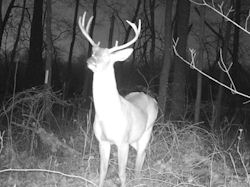Kentucky deer hunting, western kentucky deer hunting, deer hunting, hunting, archery, Whitetail deer hunting, west ky whitetail hunting, kentucky whitetail outfitters, boone & crocket