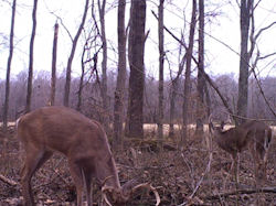 Kentucky deer hunting, western kentucky deer hunting, deer hunting, hunting, archery, Whitetail deer hunting, west ky whitetail hunting, kentucky whitetail outfitters, boone & crocket