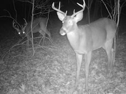 Kentucky deer hunting, western kentucky deer hunting, deer hunting, hunting, archery, Whitetail deer hunting, west ky whitetail hunting, kentucky whitetail outfitters, boone & crocket
