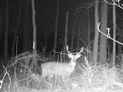 Kentucky deer hunting, western kentucky deer hunting, deer hunting, hunting, archery, Whitetail deer hunting, west ky whitetail hunting, kentucky whitetail outfitters, boone & crocket