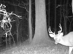 Kentucky deer hunting, western kentucky deer hunting, deer hunting, hunting, archery, Whitetail deer hunting, west ky whitetail hunting, kentucky whitetail outfitters, boone & crocket