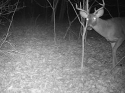 Kentucky deer hunting, western kentucky deer hunting, deer hunting, hunting, archery, Whitetail deer hunting, west ky whitetail hunting, kentucky whitetail outfitters, boone & crocket