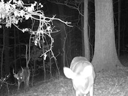 Kentucky deer hunting, western kentucky deer hunting, deer hunting, hunting, archery, Whitetail deer hunting, west ky whitetail hunting, kentucky whitetail outfitters, boone & crocket