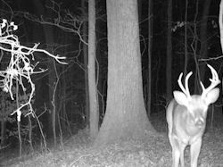 Kentucky deer hunting, western kentucky deer hunting, deer hunting, hunting, archery, Whitetail deer hunting, west ky whitetail hunting, kentucky whitetail outfitters, boone & crocket