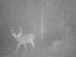 Kentucky deer hunting, western kentucky deer hunting, deer hunting, hunting, archery, Whitetail deer hunting, west ky whitetail hunting, kentucky whitetail outfitters, boone & crocket