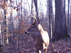 Kentucky deer hunting, western kentucky deer hunting, deer hunting, hunting, archery, Whitetail deer hunting, west ky whitetail hunting, kentucky whitetail outfitters, boone & crocket
