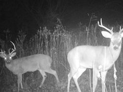 Kentucky deer hunting, western kentucky deer hunting, deer hunting, hunting, archery, Whitetail deer hunting, west ky whitetail hunting, kentucky whitetail outfitters, boone & crocket