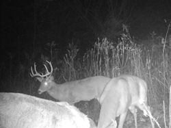 Kentucky deer hunting, western kentucky deer hunting, deer hunting, hunting, archery, Whitetail deer hunting, west ky whitetail hunting, kentucky whitetail outfitters, boone & crocket