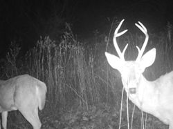 Kentucky deer hunting, western kentucky deer hunting, deer hunting, hunting, archery, Whitetail deer hunting, west ky whitetail hunting, kentucky whitetail outfitters, boone & crocket