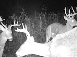Kentucky deer hunting, western kentucky deer hunting, deer hunting, hunting, archery, Whitetail deer hunting, west ky whitetail hunting, kentucky whitetail outfitters, boone & crocket