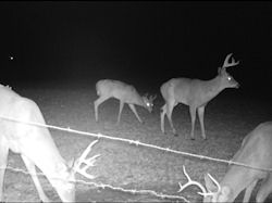Kentucky deer hunting, western kentucky deer hunting, deer hunting, hunting, archery, Whitetail deer hunting, west ky whitetail hunting, kentucky whitetail outfitters, boone & crocket