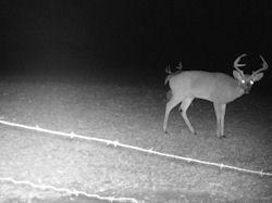 Kentucky deer hunting, western kentucky deer hunting, deer hunting, hunting, archery, Whitetail deer hunting, west ky whitetail hunting, kentucky whitetail outfitters, boone & crocket