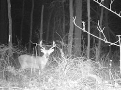 Kentucky deer hunting, western kentucky deer hunting, deer hunting, hunting, archery, Whitetail deer hunting, west ky whitetail hunting, kentucky whitetail outfitters, boone & crocket