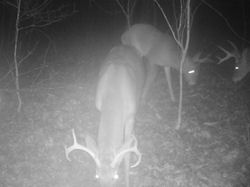 Kentucky deer hunting, western kentucky deer hunting, deer hunting, hunting, archery, Whitetail deer hunting, west ky whitetail hunting, kentucky whitetail outfitters, boone & crocket