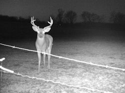 Kentucky deer hunting, western kentucky deer hunting, deer hunting, hunting, archery, Whitetail deer hunting, west ky whitetail hunting, kentucky whitetail outfitters, boone & crocket