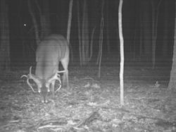 Kentucky deer hunting, western kentucky deer hunting, deer hunting, hunting, archery, Whitetail deer hunting, west ky whitetail hunting, kentucky whitetail outfitters, boone & crocket