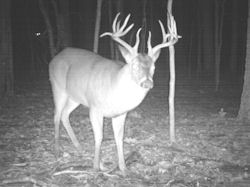 Kentucky deer hunting, western kentucky deer hunting, deer hunting, hunting, archery, Whitetail deer hunting, west ky whitetail hunting, kentucky whitetail outfitters, boone & crocket