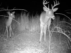 Kentucky deer hunting, western kentucky deer hunting, deer hunting, hunting, archery, Whitetail deer hunting, west ky whitetail hunting, kentucky whitetail outfitters, boone & crocket