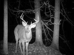 Kentucky deer hunting, western kentucky deer hunting, deer hunting, hunting, archery, Whitetail deer hunting, west ky whitetail hunting, kentucky whitetail outfitters, boone & crocket